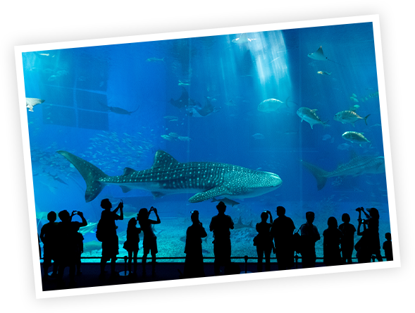 沖縄美ら海水族館